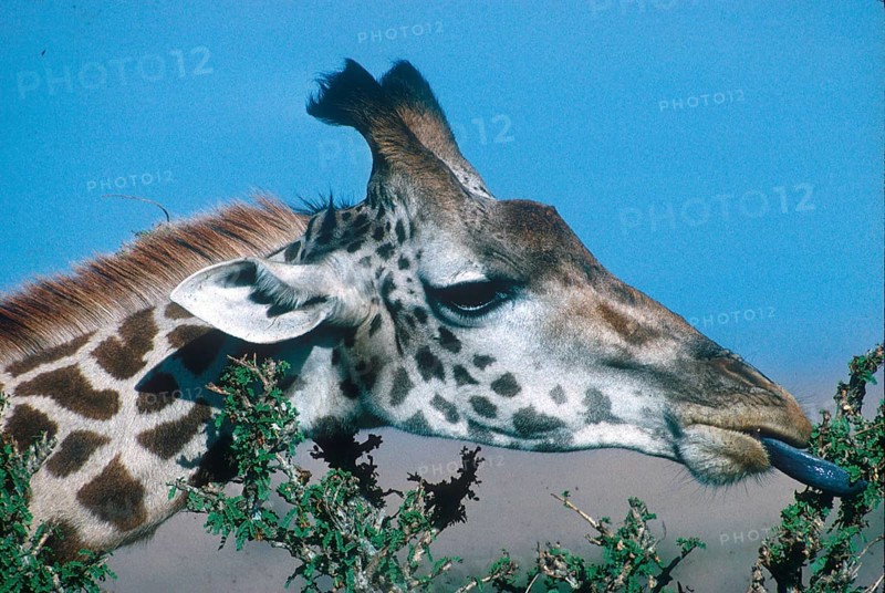 Giraffes