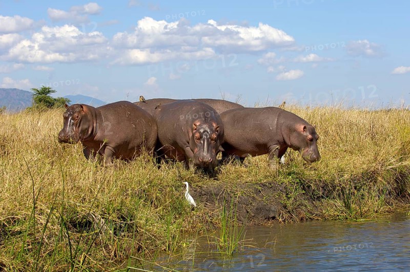 Hippopotamus