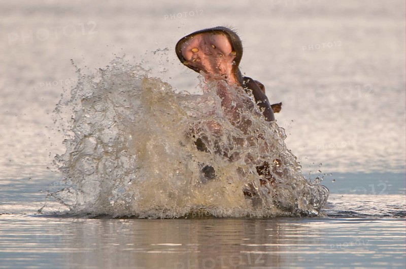 Hippopotamus