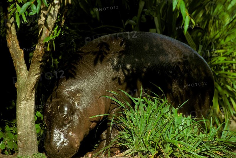 Pygmy hippopotamus