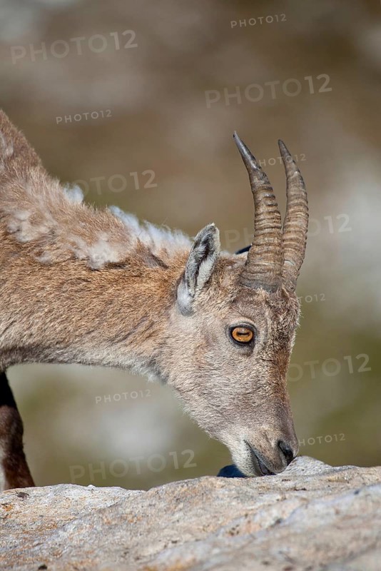 Alpine ibex