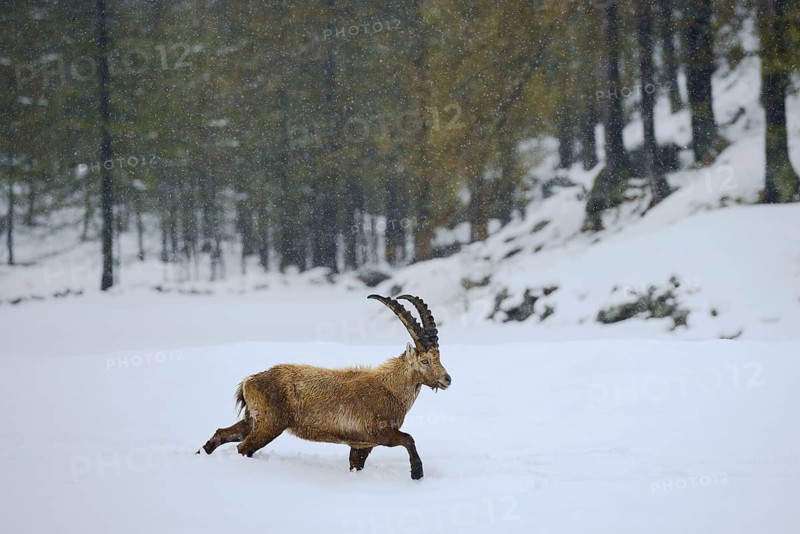 Alpine ibex