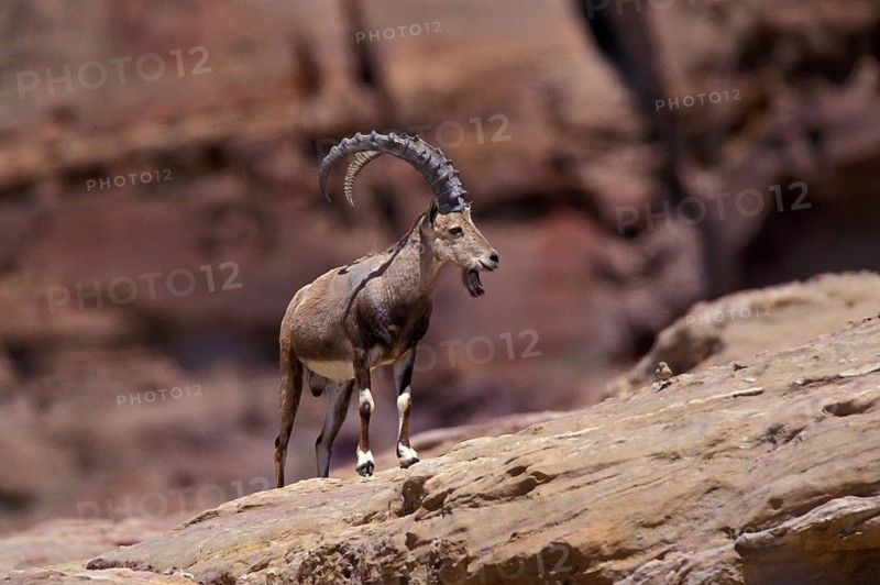 Nubian ibex