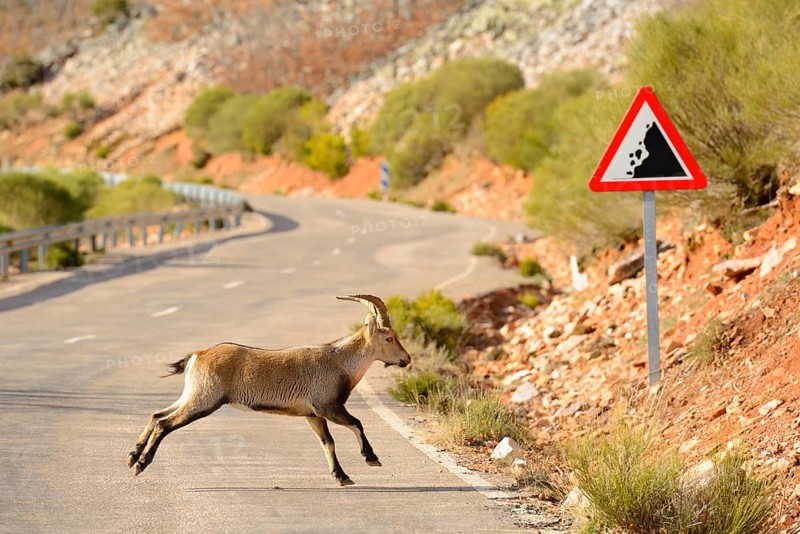 Iberian Ibex