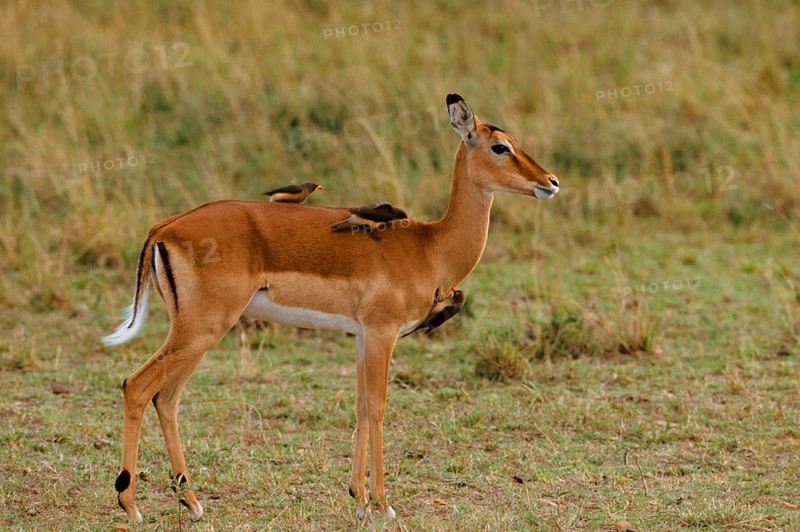 Impala