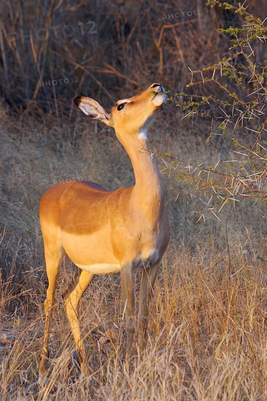 Impala