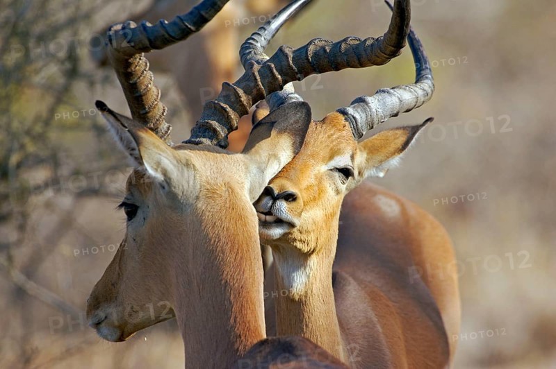 Impala