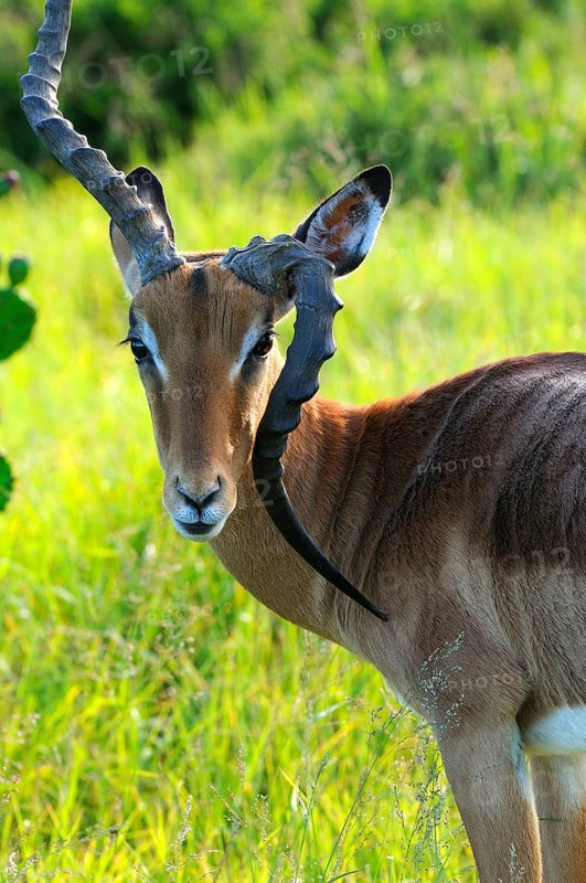 Impala