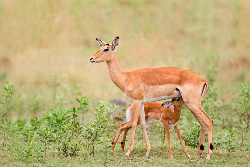 Impala