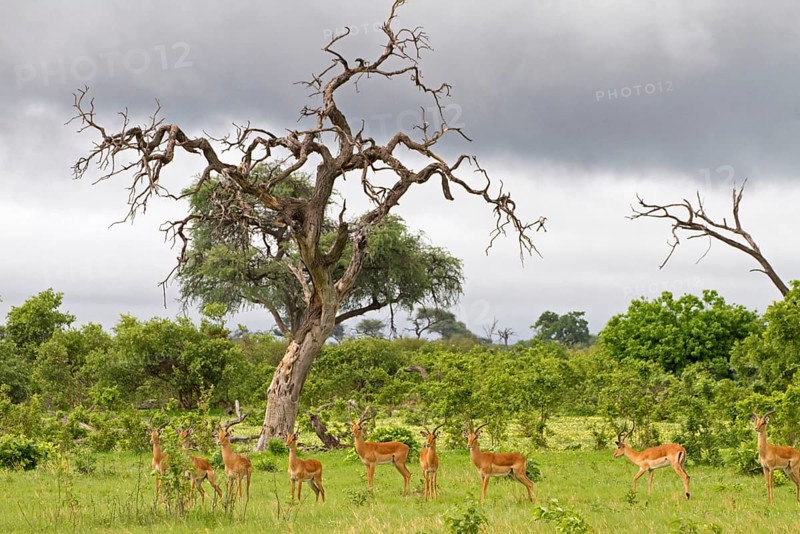 Impala