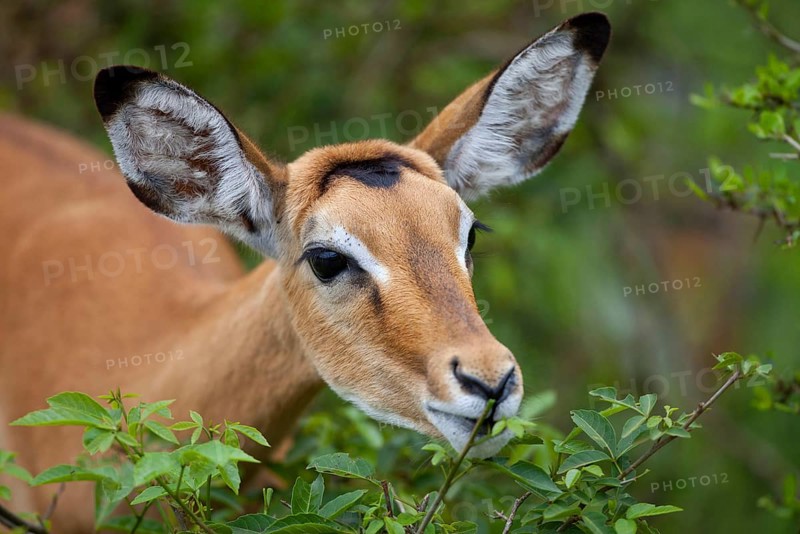 Impala