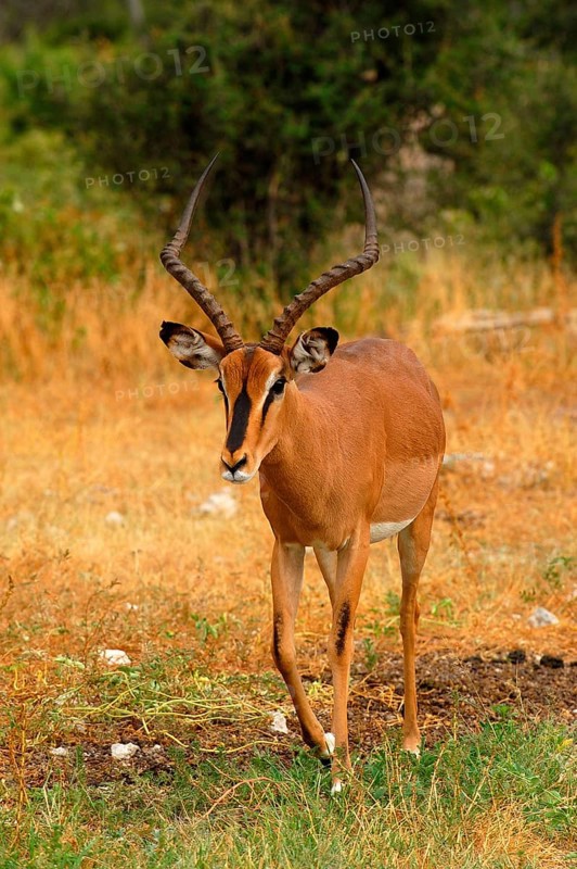 Black-faced impala