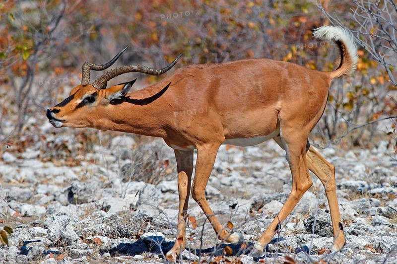 Black-faced impala