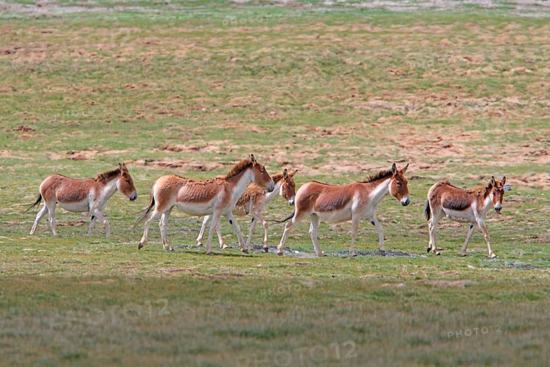 Tibetan Wild Ass