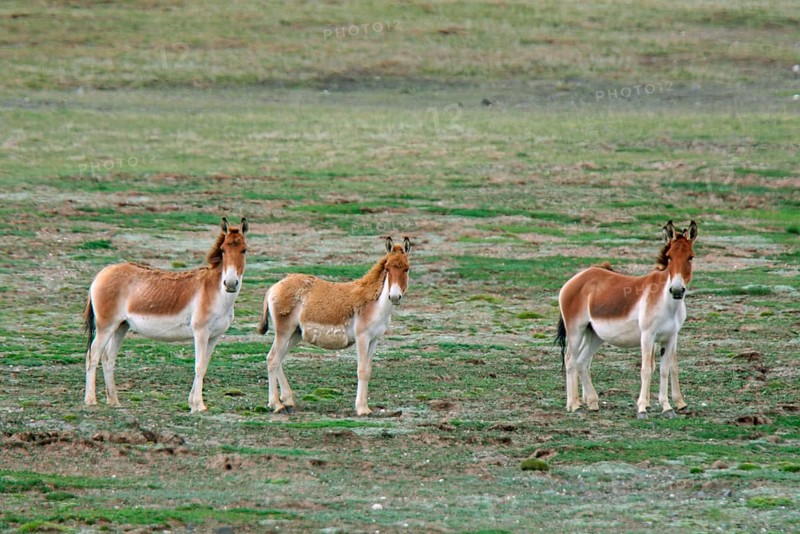 Tibetan Wild Ass