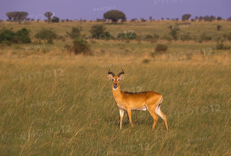 Uganda Kob