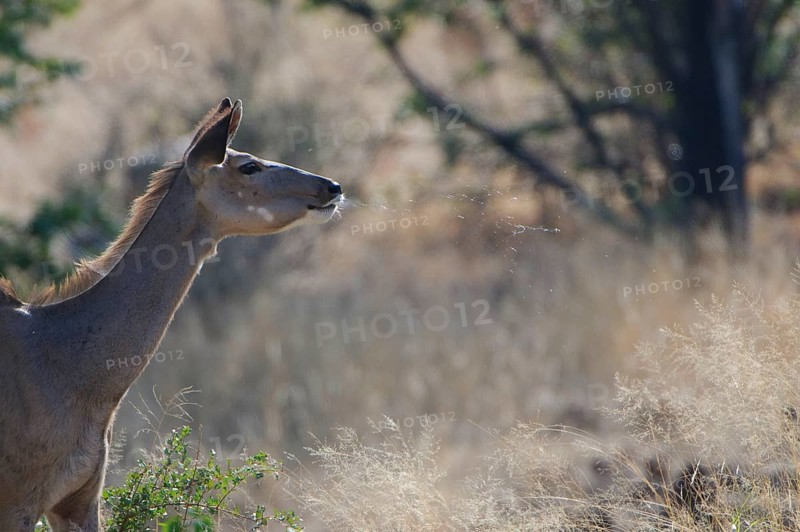 Greater kudu