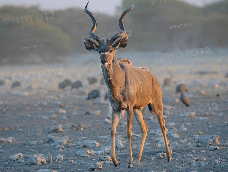 Greater kudu