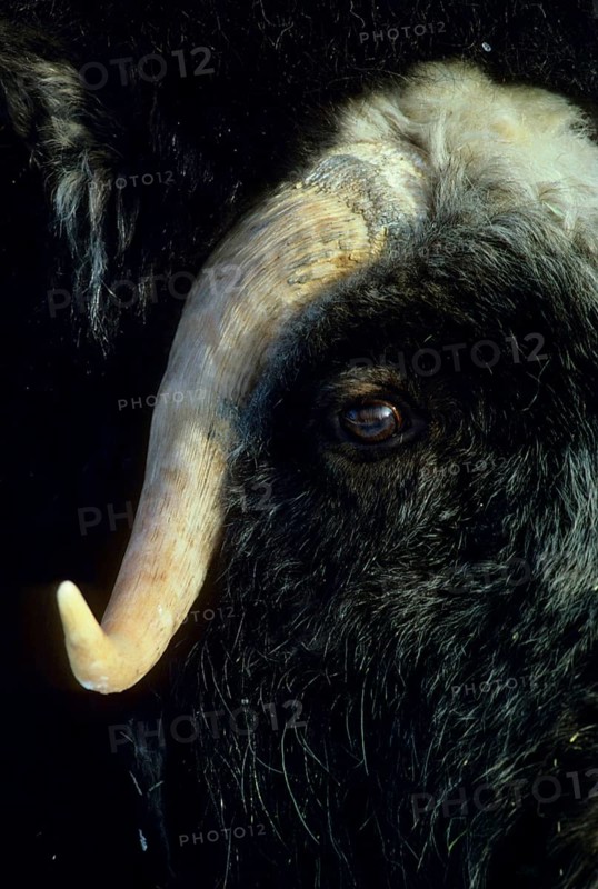 Musk Ox