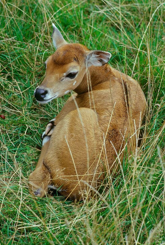 Nilgai