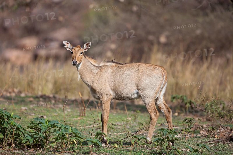 Nilgai