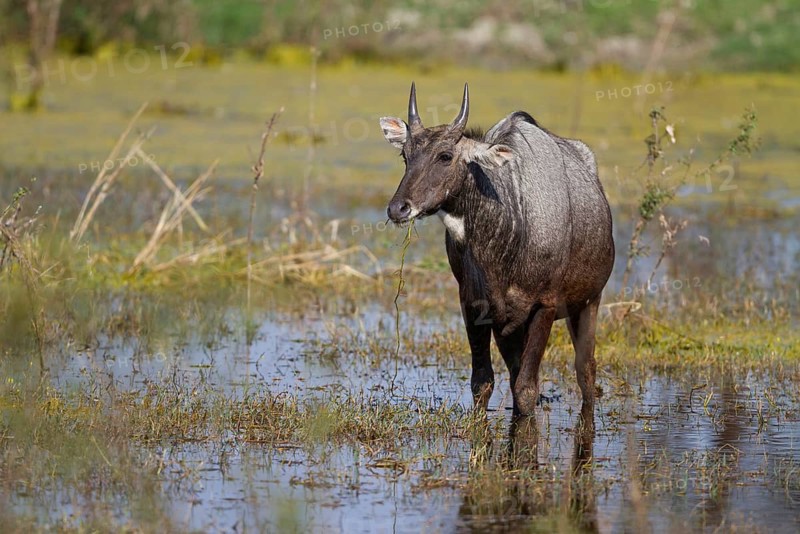 Nilgai