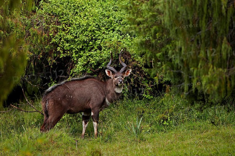 Mountain nyala