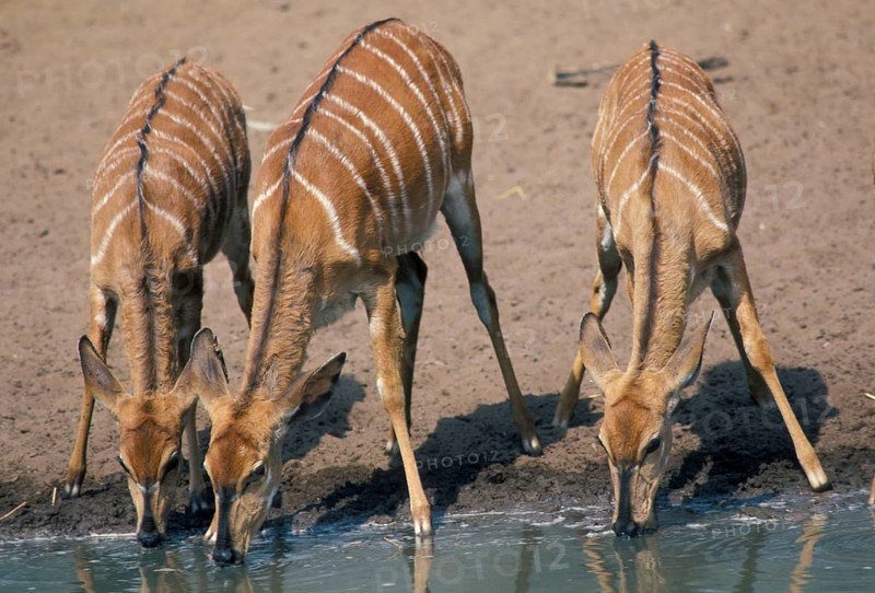 Nyala
