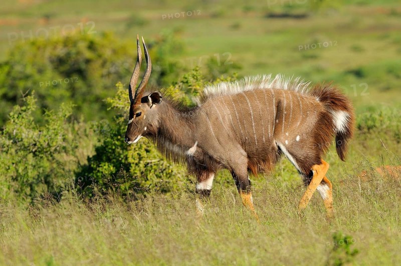 Nyala