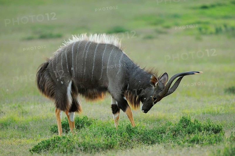 Nyala