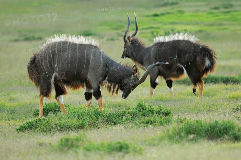 Nyala