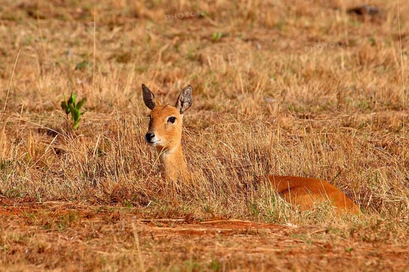Oribi
