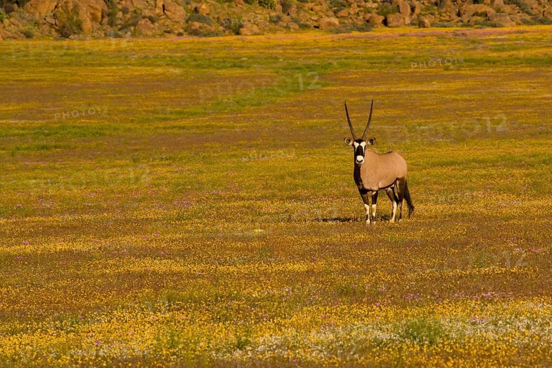 Gemsbok