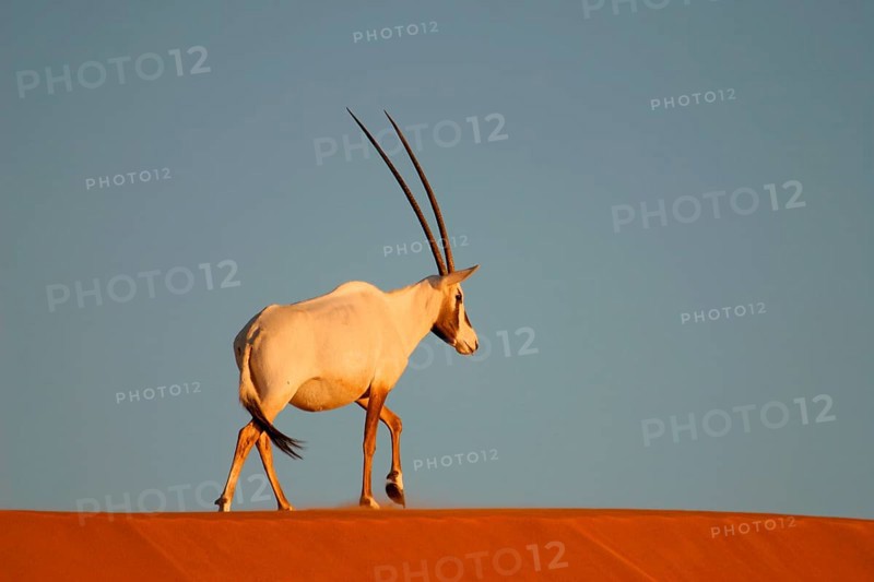 White oryx