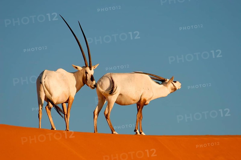 White oryx