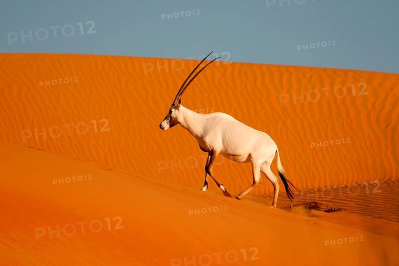 White oryx