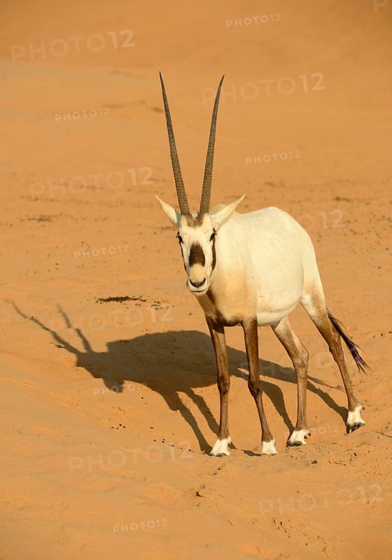 White oryx