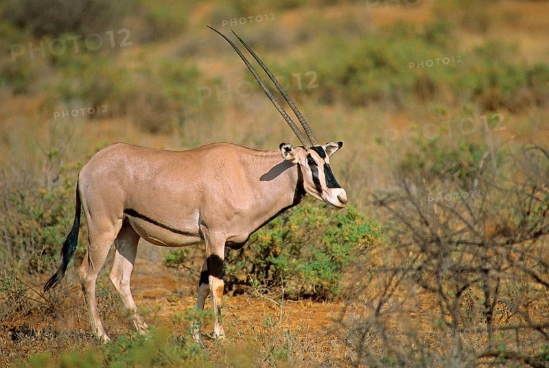 East African oryx