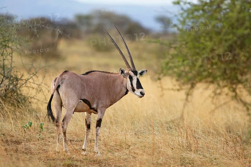 Beisa Oryx