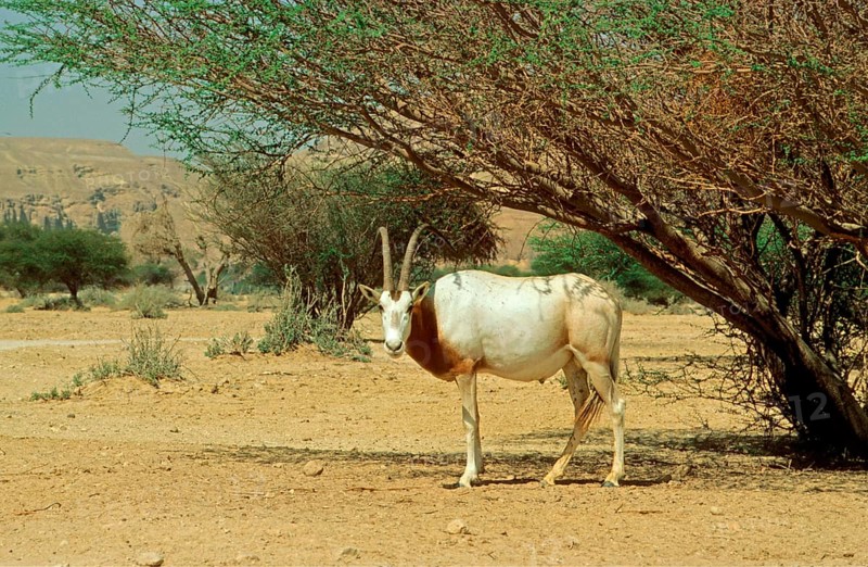 Scimitar oryx