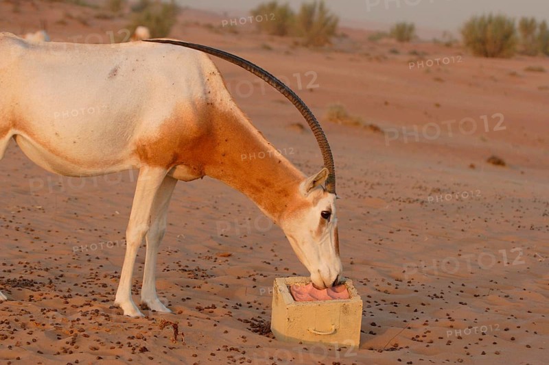 Scimitar oryx
