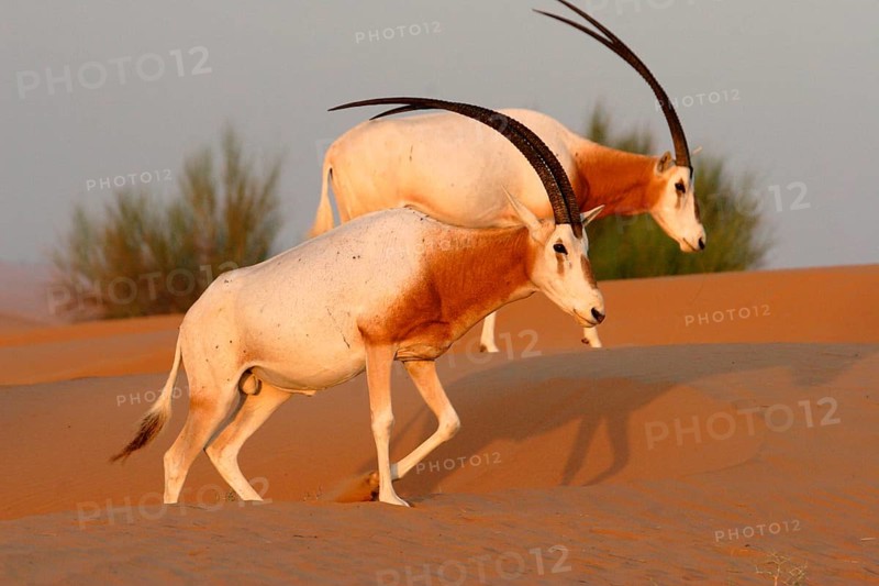 Scimitar oryx