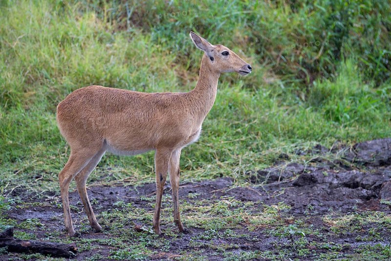 Bohor reedbuck