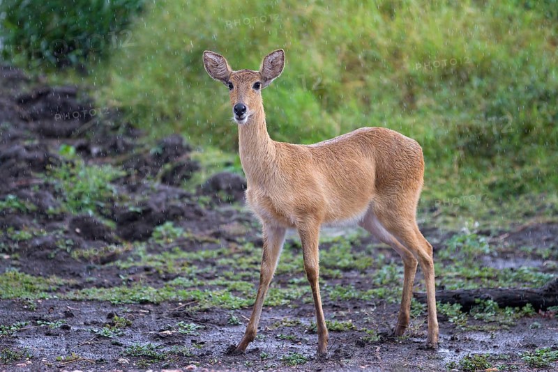 Bohor reedbuck