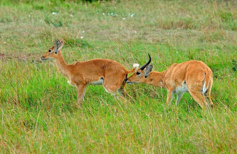 Southern reedbuck