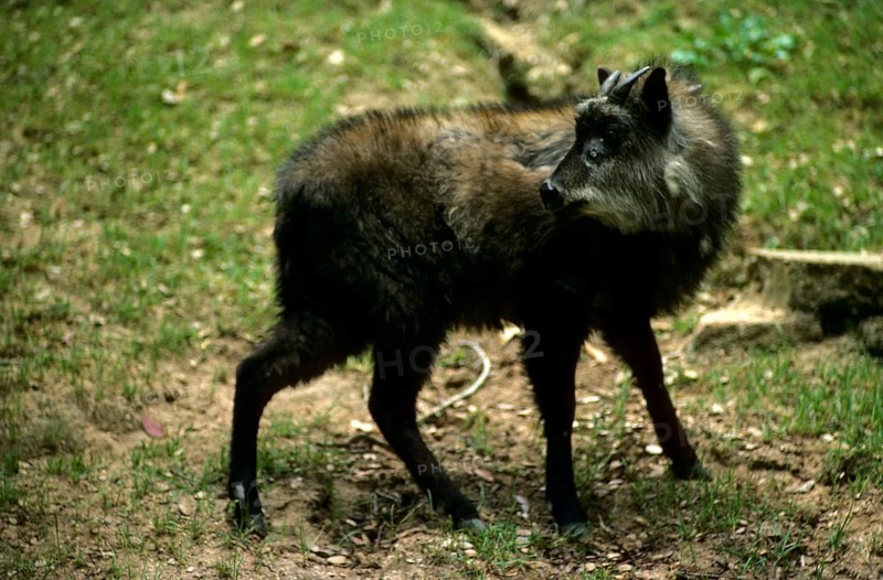 Japanese serow