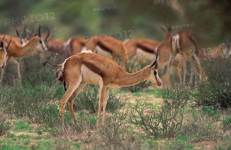 Springbok
