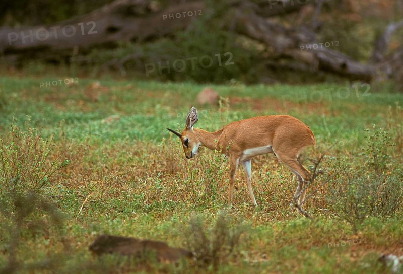 Steenbok