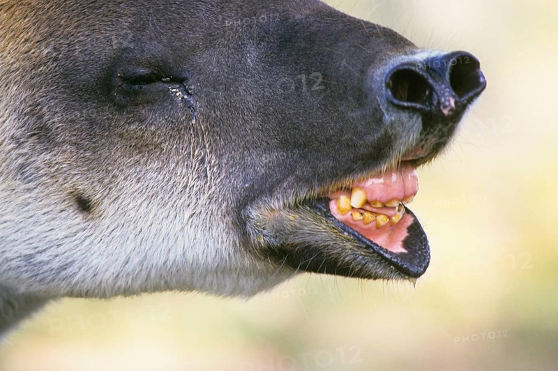 Baird's tapir