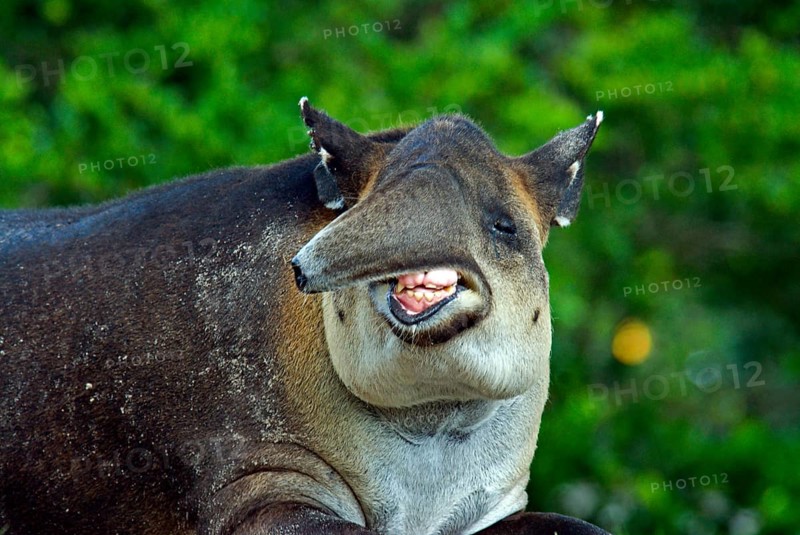 Baird's tapir